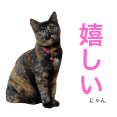 [LINEスタンプ] サビ猫らくちょん