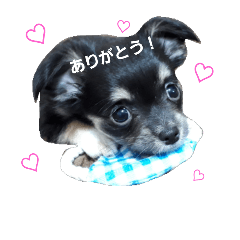 [LINEスタンプ] チワワのcocoa