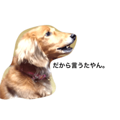 [LINEスタンプ] じゅじゅ。1