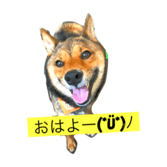 [LINEスタンプ] 柴犬、ハチ王子