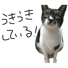 [LINEスタンプ] てらさき家のねこ ベルのスタンプ