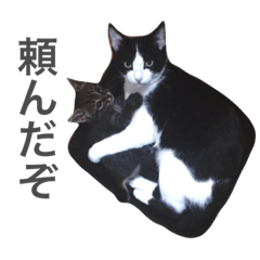 [LINEスタンプ] ハチとミル