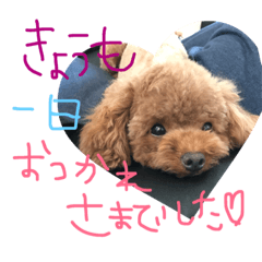 [LINEスタンプ] トイプードルの生活♡イヴの巻