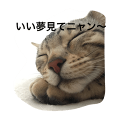 [LINEスタンプ] 美猫ラブにゃん 6