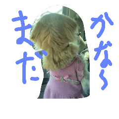 [LINEスタンプ] 可愛らしい犬達の日常生活のスタンプ