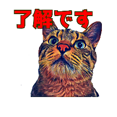 [LINEスタンプ] キジトラ猫・モルのスタンプ