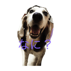 [LINEスタンプ] 犬、モカポ