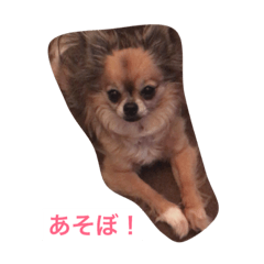 [LINEスタンプ] ミミちゃん毎日スタンプ