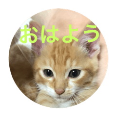 [LINEスタンプ] かっちゃんのにゃんこ 5