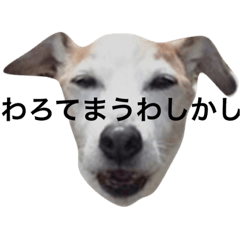 [LINEスタンプ] おいぬ師匠