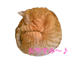 [LINEスタンプ] 家で飼っている猫のスタンプです。