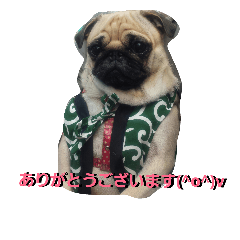 [LINEスタンプ] パグ犬モモ