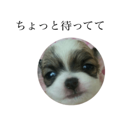 [LINEスタンプ] 庄内家のワンコ達