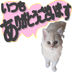 [LINEスタンプ] 可愛い白にゃんこ