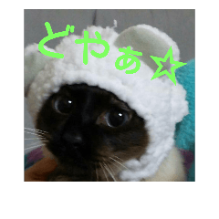 [LINEスタンプ] かわいい ねこ らんまる