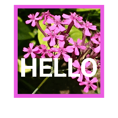 [LINEスタンプ] 花の写真大文字英語スタンプ