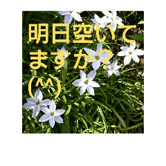 [LINEスタンプ] 花の写真絵文字スタンプ