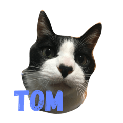 [LINEスタンプ] 愛猫TOMの日常