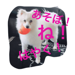 [LINEスタンプ] さだはる2