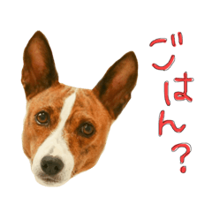 [LINEスタンプ] バセンジーの1日。