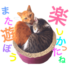 [LINEスタンプ] にゃんこfamily