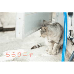 [LINEスタンプ] 猫島物語