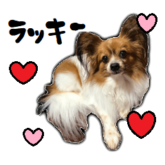 [LINEスタンプ] 愛犬ラッキー（パピヨン）@Japanese