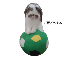 [LINEスタンプ] うさぎどろっぷくん