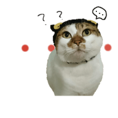 [LINEスタンプ] 家猫ぶったん16stamp