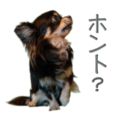 [LINEスタンプ] チワワのチロくん【日常会話編】