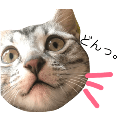 [LINEスタンプ] アメショのしらす。その1