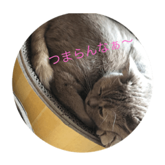 [LINEスタンプ] 猫達の一日