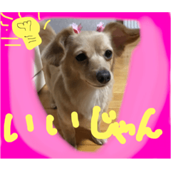 [LINEスタンプ] ムギ  ムギ  チワワとダックスのミックス犬