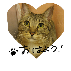 [LINEスタンプ] ネコにゃんこ しまちゃん