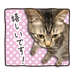 [LINEスタンプ] かぎしっぽのじん君 敬語ver.