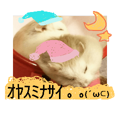 [LINEスタンプ] 実写ハムスター yy