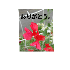 [LINEスタンプ] わたしの 庭の花