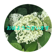 [LINEスタンプ] 紫陽花のあいさつ