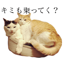 [LINEスタンプ] 優しい雄猫 てつ