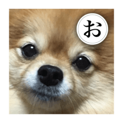 [LINEスタンプ] 犬カタル