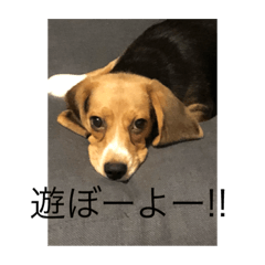 [LINEスタンプ] 暇犬のボヤキ