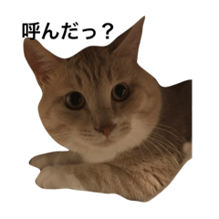 [LINEスタンプ] 呼んでますよ茶トラさん