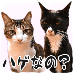 [LINEスタンプ] ねこ写真スタンプ あずきさんとだいずさん1