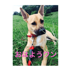 [LINEスタンプ] 犬のベル