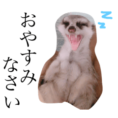 [LINEスタンプ] ミーアキャットฅ^•ω•^ฅサンタ