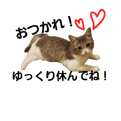 [LINEスタンプ] ここあみんと