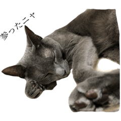 [LINEスタンプ] 灰色猫ロア