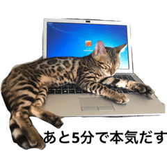 [LINEスタンプ] ベンガル猫のべんぞう！