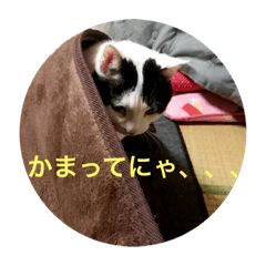 [LINEスタンプ] みーちゃこ