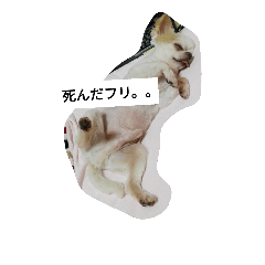 [LINEスタンプ] ポメ トイプー チワワ